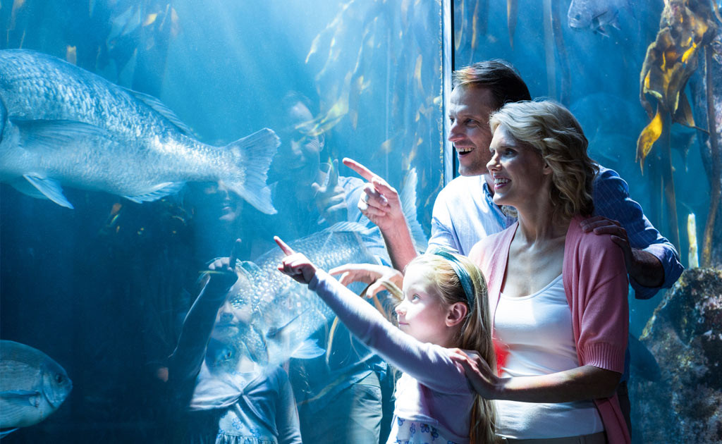 media.Acquario-Cattolica